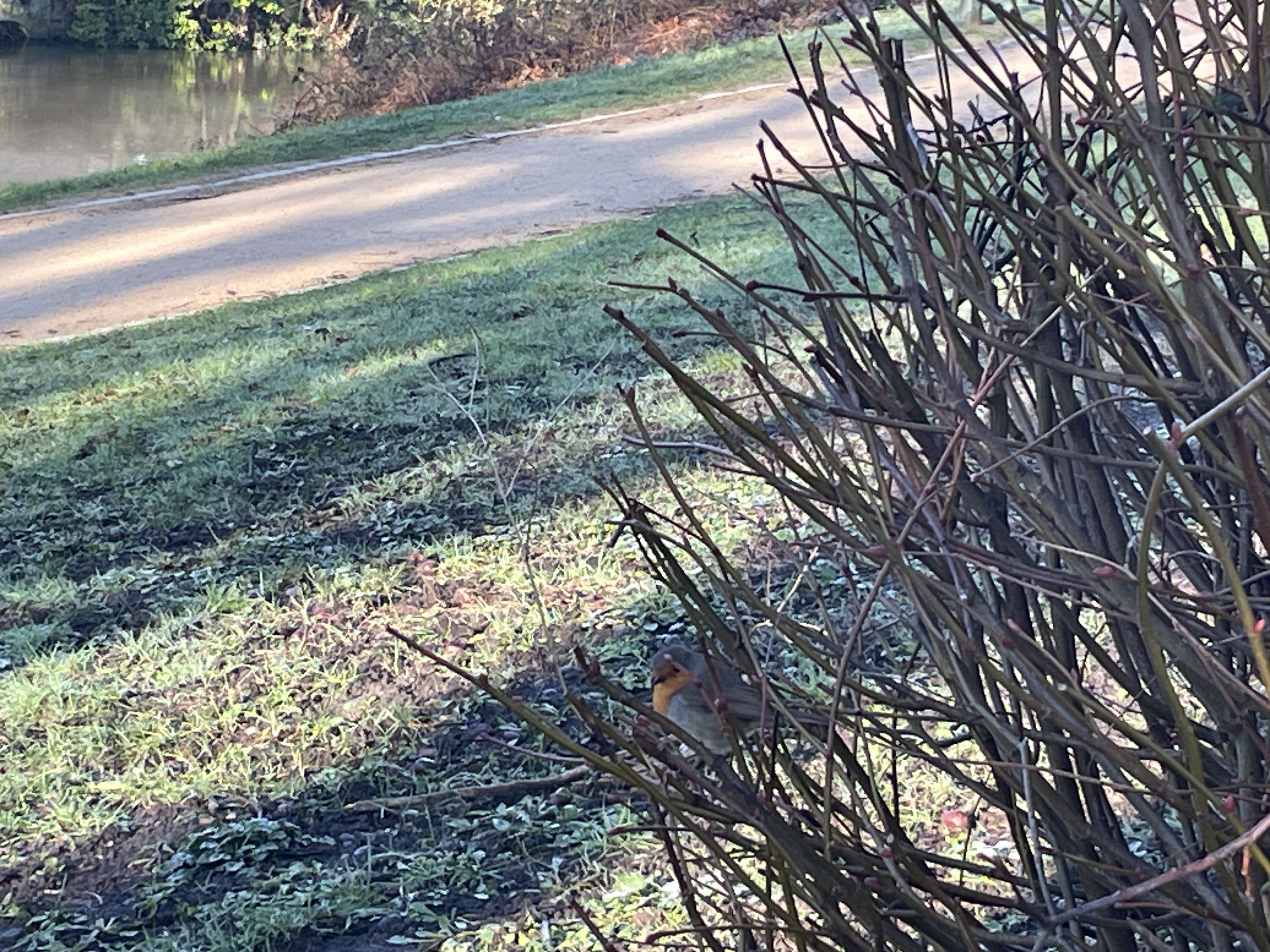 Robin Image 4