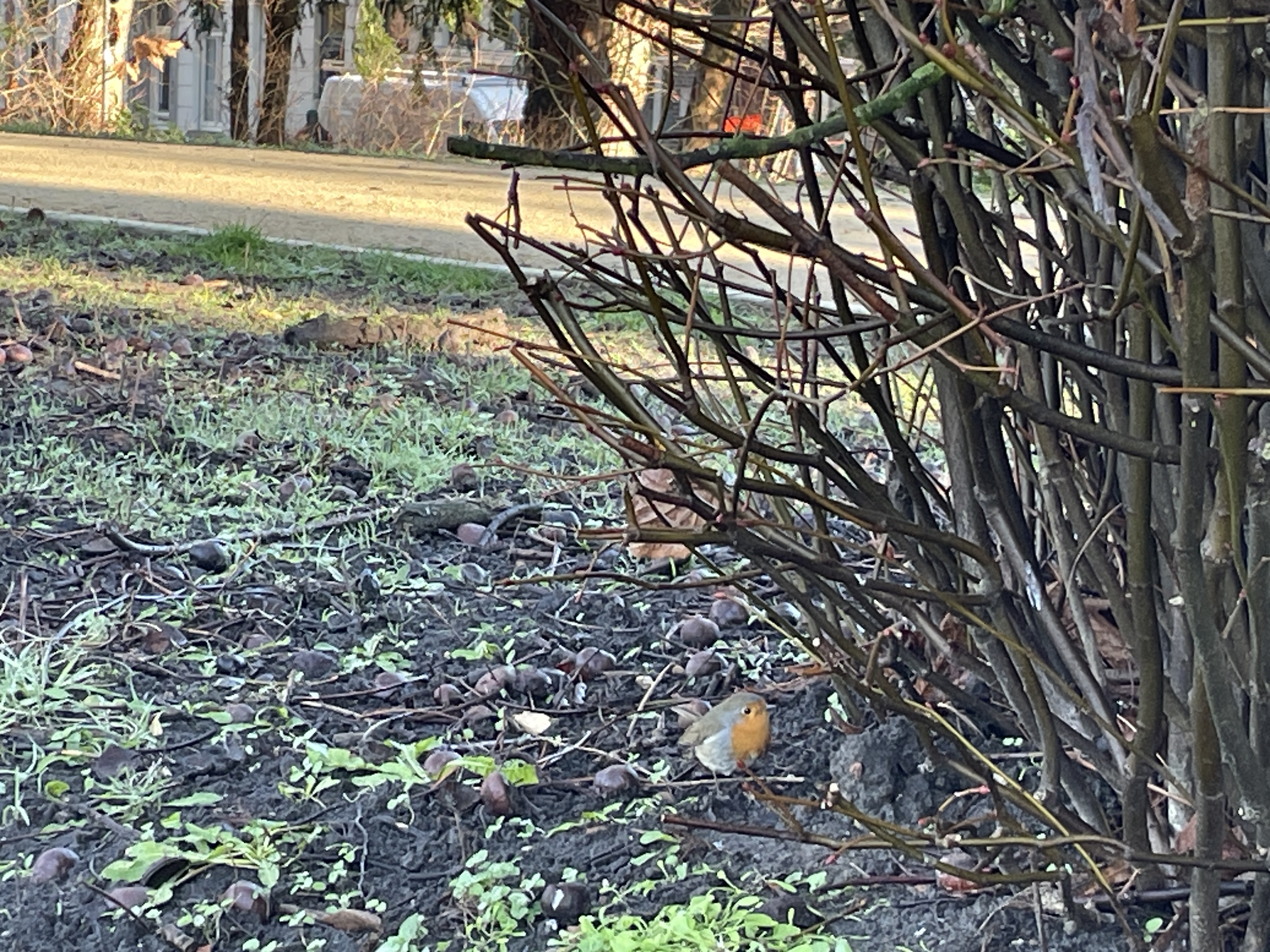 Robin Image 5