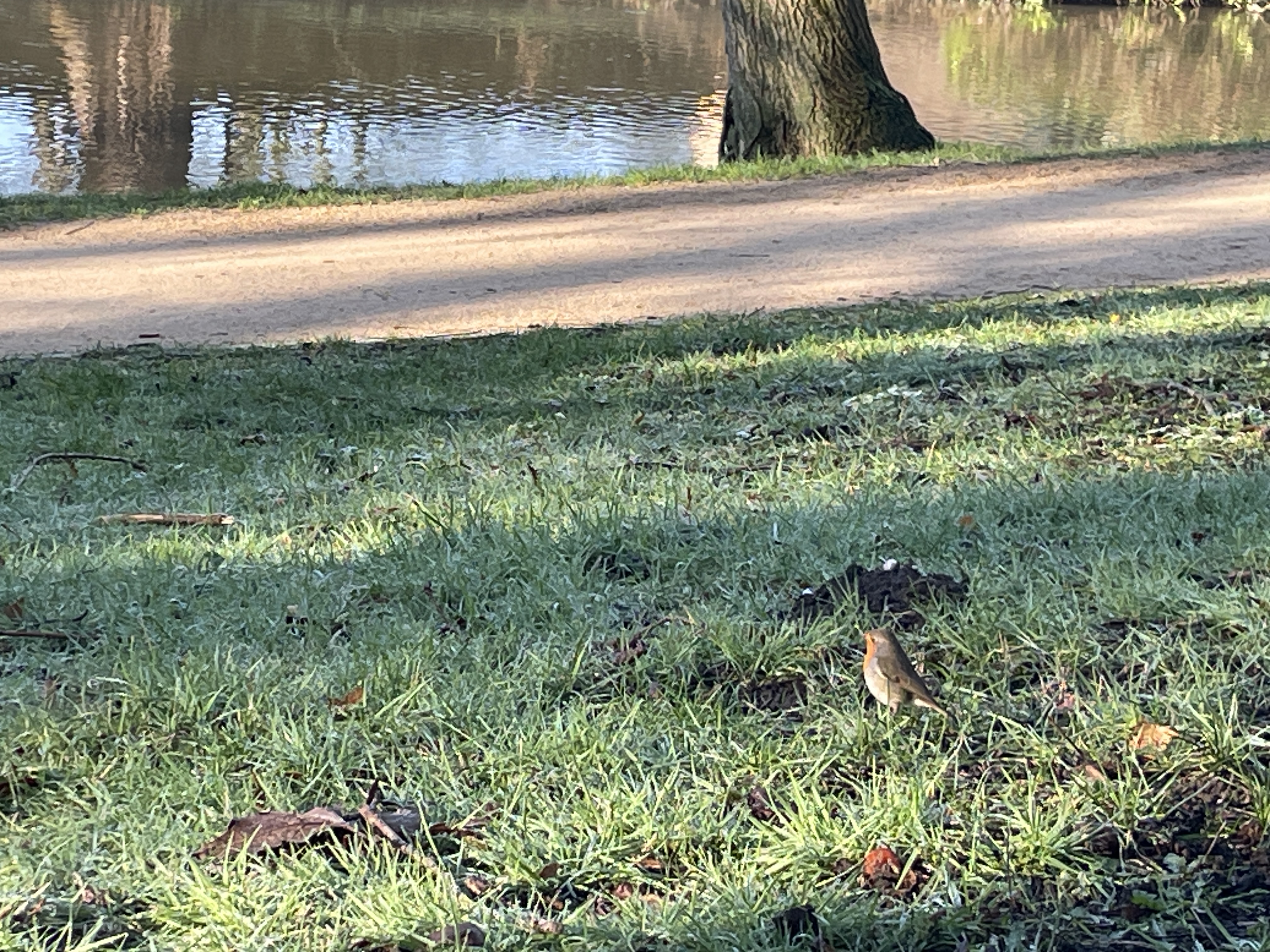 Robin Image 6
