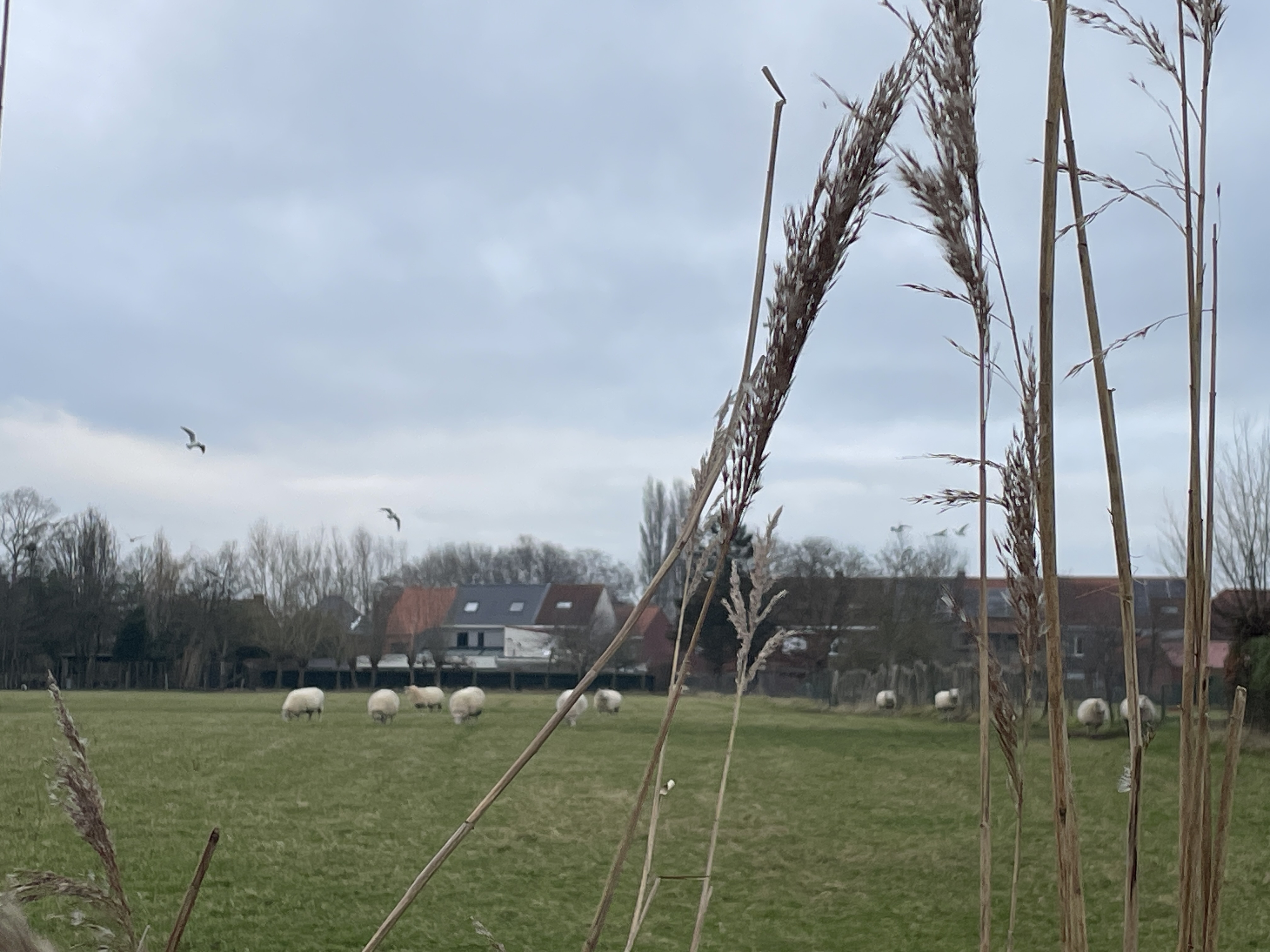 Peaceful cattle and sheep Peaceful cattle and sheep