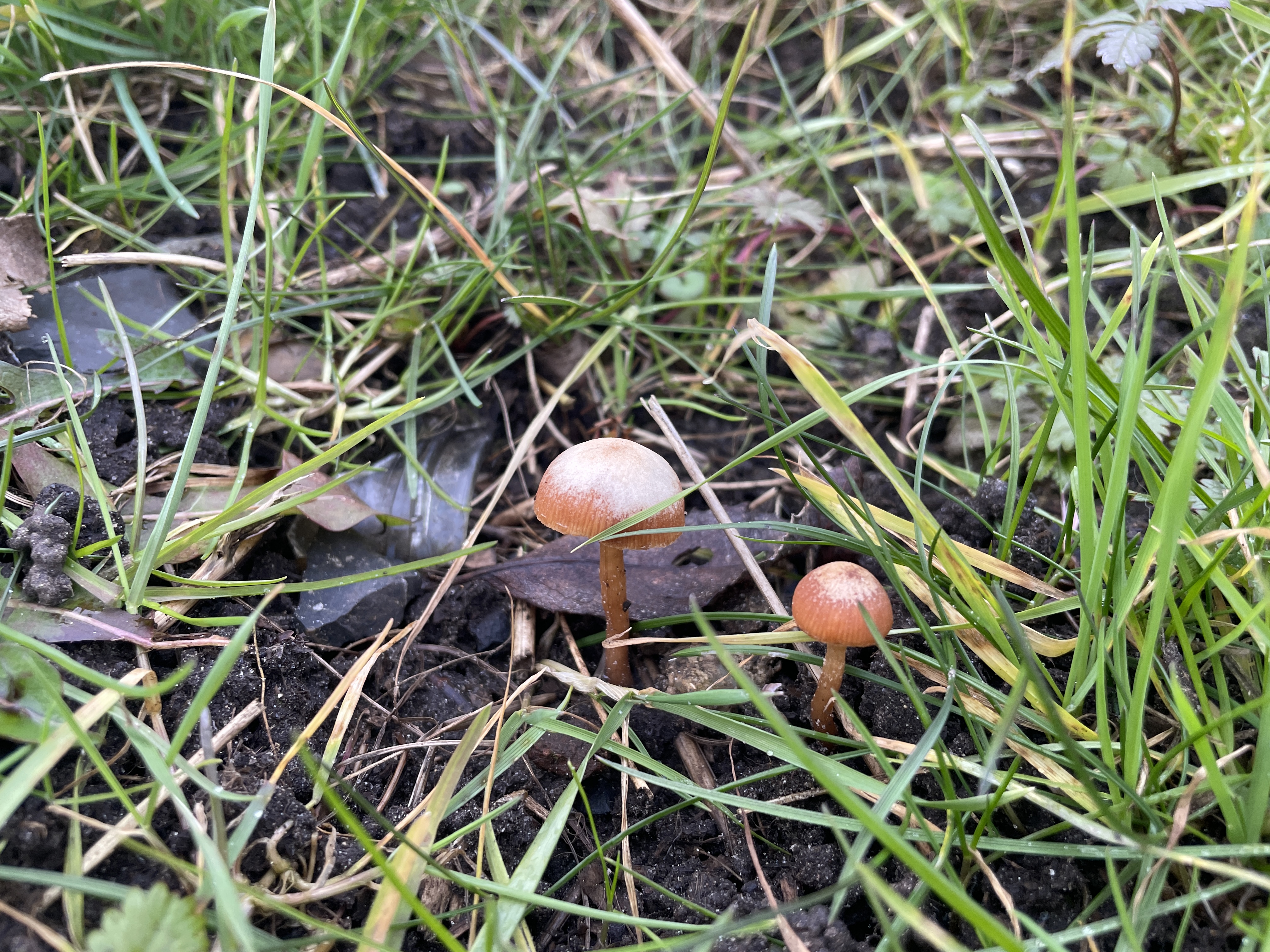 Adorable mushrooms