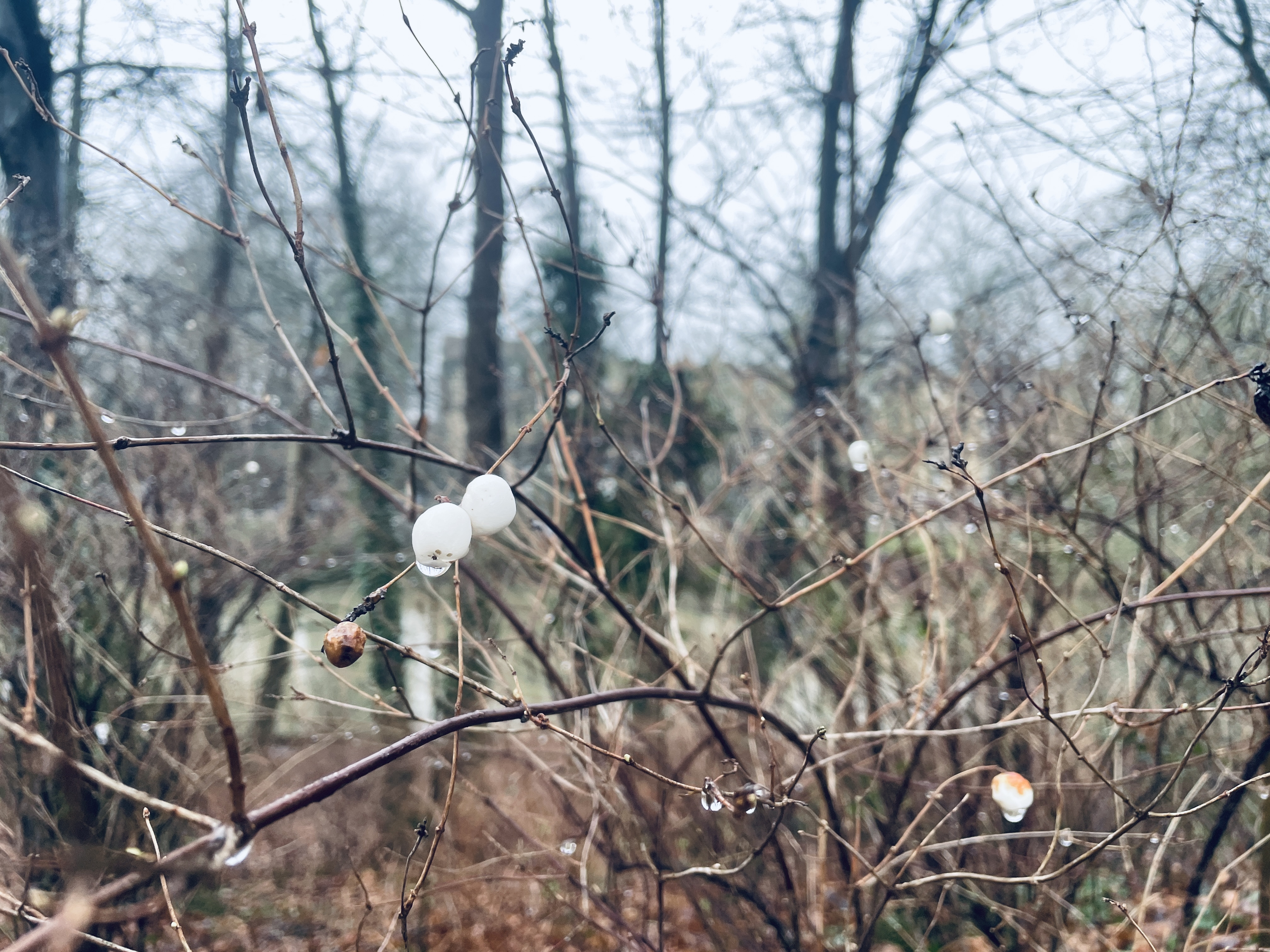 Cute Snowberry Cute Snowberry